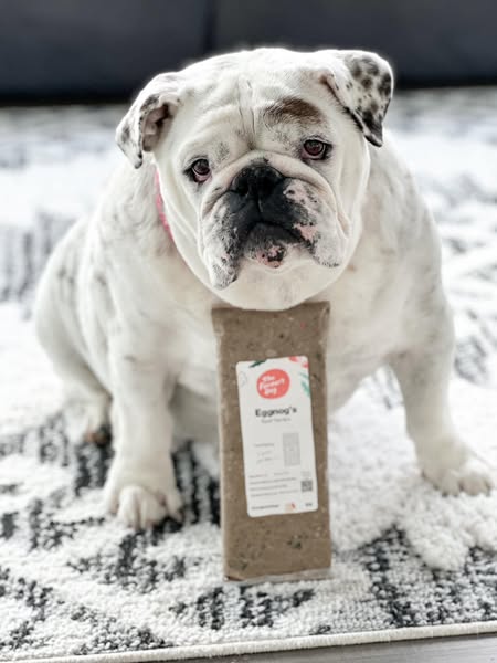 Eggnogthebulldog ad