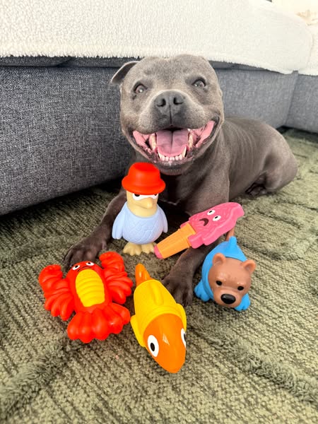 Nylah the blue Staffy ad