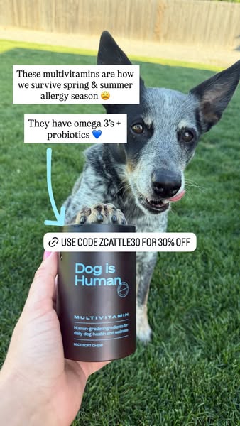 The Z Cattle Dogs ad