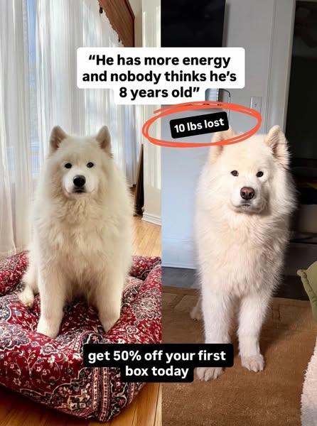 Carl The Sammy ad