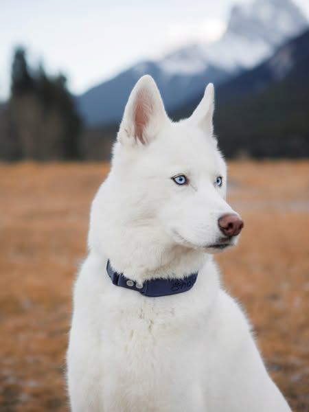 ginkgo_husky ad