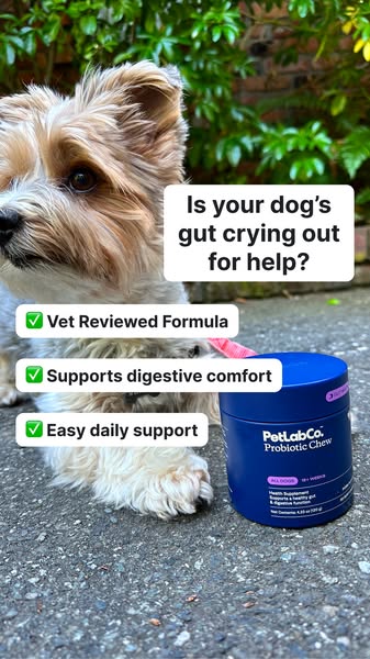 This ad is for PetLab Co. Probiotic Chews. It highlights the importance of gut health for dogs and how this product can 
