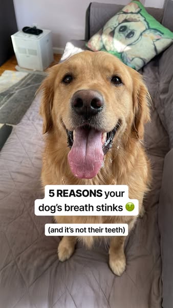 The ad highlights five reasons why a dog's breath might be bad, implying the product can solve these issues.