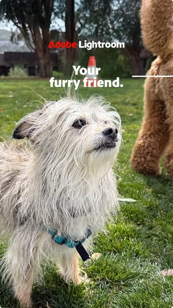 This ad for Adobe Lightroom promotes its ability to enhance photos of pets. The ad features a photo of a dog on a walk, 
