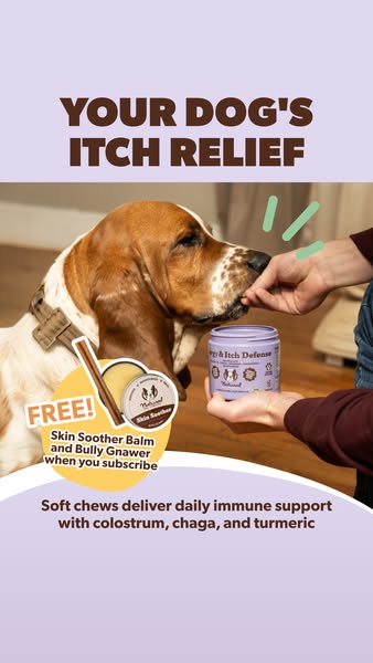 This image ad promotes Natural Dog Company's Allergy & Itch Defense soft chews for dogs. The ad highlights itch 