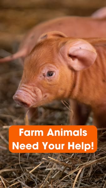 An image ad depicting a piglet with the text overlay of "Farm Animals Need Your Help!". The ad is presumably f