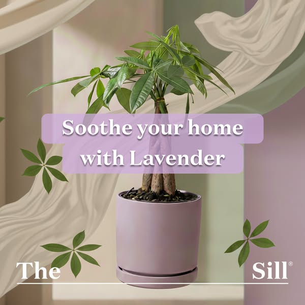 This image ad from The Sill features a potted money tree and highlights the soothing nature of lavender.