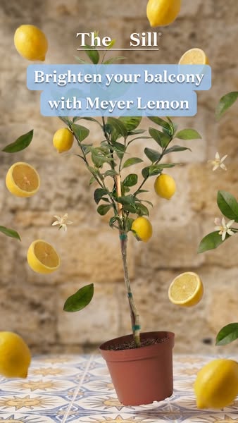 This ad showcases a Meyer Lemon tree from The Sill, set against a backdrop of a stone wall and patterned tile floor. Ani