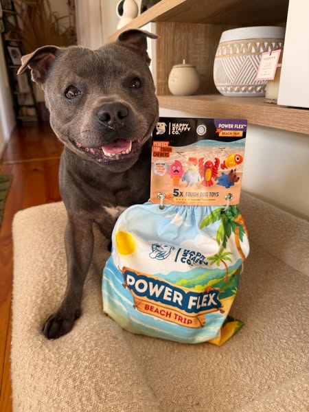 Nylah the blue Staffy ad