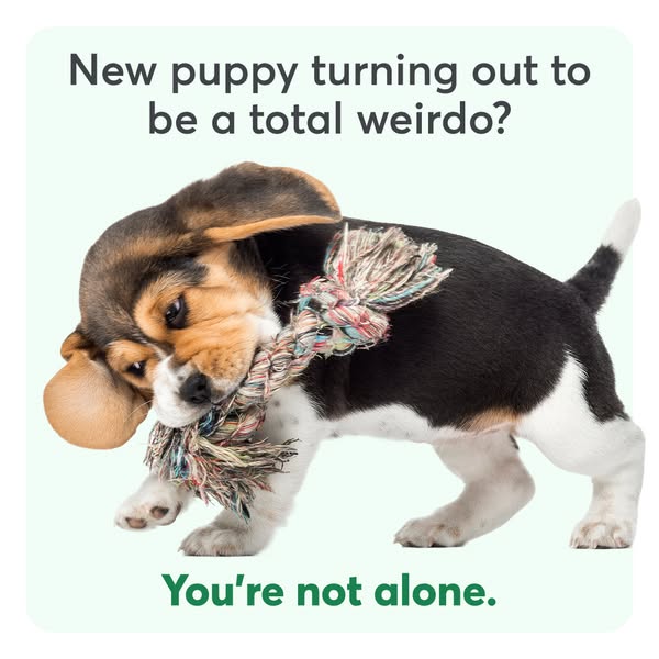 An image ad acknowledging how strange new puppies can be and suggesting that the brand's target audience is not alon