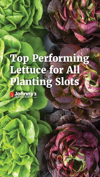 This image ad for Johnny's Selected Seeds features a close-up of two types of lettuce, one green and one red, with t