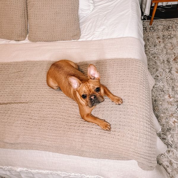 thewindycityfrenchie ad