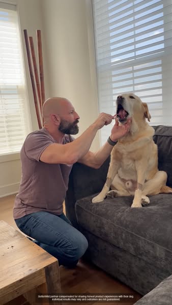 Magnus The Therapy Dog ad