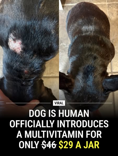 This ad shows a before and after of a dog's fur and offers a multivitamin to help with hair growth.