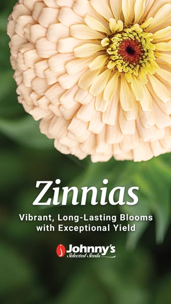 An ad for Johnny's Selected Seeds showcasing Zinnia flowers. The ad highlights the vibrant colors and long-lasting b