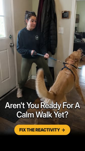 Tom Davis Dog Training ad