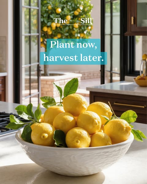 The ad showcases a bowl of lemons with leaves from The Sill, implying that you can plant now and harvest later.