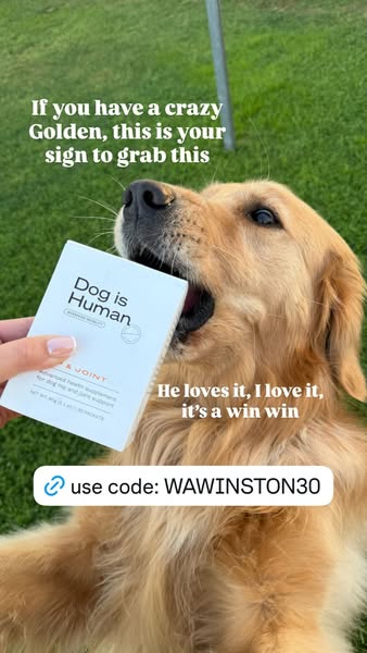 Dog is Human ad