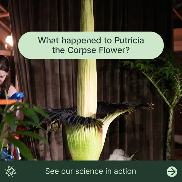 Botanic Gardens of Sydney ad