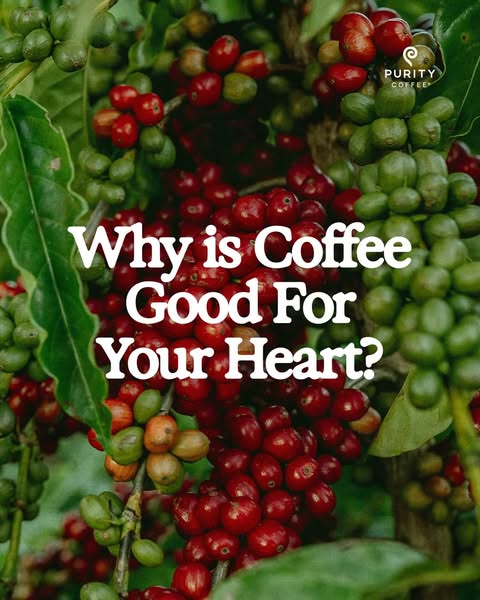 This image ad for Purity Coffee presents an image of the brand's coffee plant along with the headline 'Why is Co