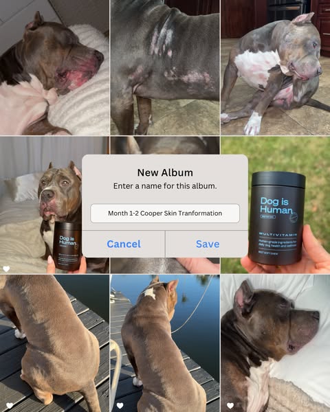 Dog is Human ad