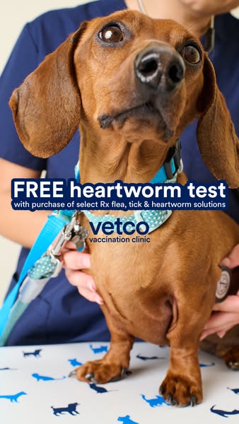 This ad features a close-up of a brown dachshund being held by a Vetco Vaccination Clinic employee, promoting a free hea