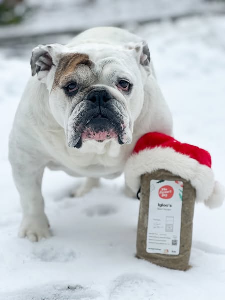 Eggnogthebulldog ad