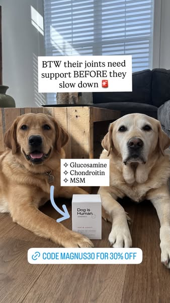 Magnus The Therapy Dog ad