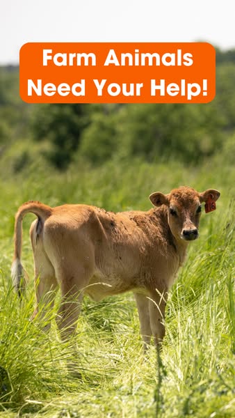 This ad uses an image of a calf standing in a field, paired with a headline in a bright orange banner, to try to raise a