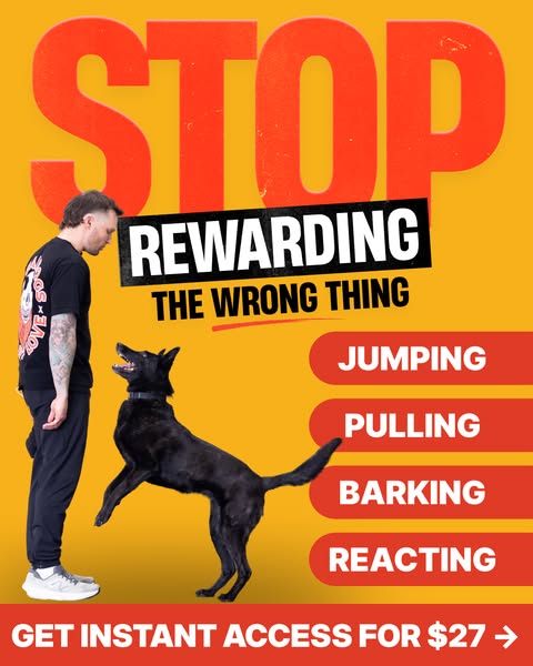 Tom Davis Dog Training ad