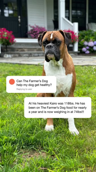 This ad features a boxer dog named Kairo who lost weight after eating The Farmer's Dog food. The ad uses a testimoni