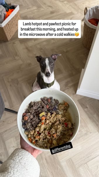 hicksthewhippet ad