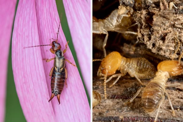The ad shows a split image of an earwig on a pink flower and termites on wood, likely highlighting the differences betwe