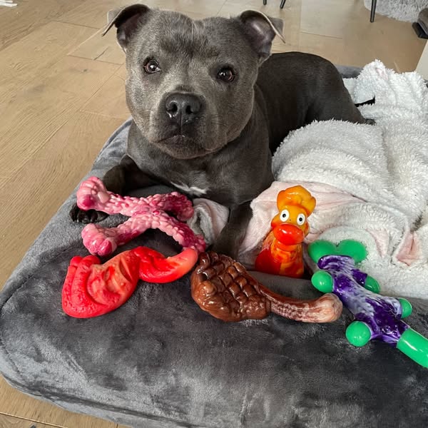 Nylah the blue Staffy ad