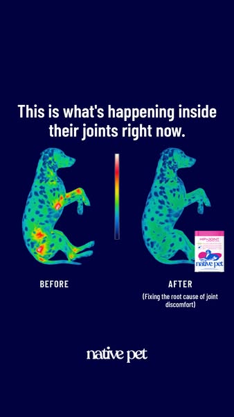 The ad uses a thermal scan to show the difference in a dog's joints before and after using Native Pet's product.