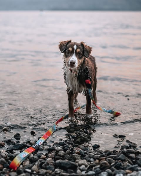 Ollie ad