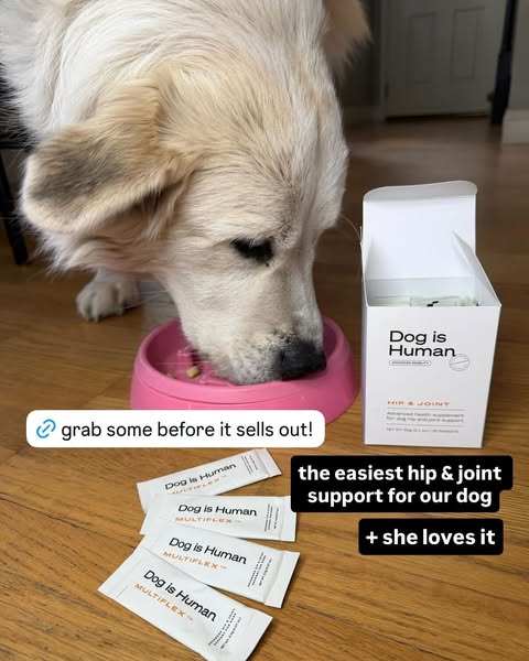 Dog is Human ad