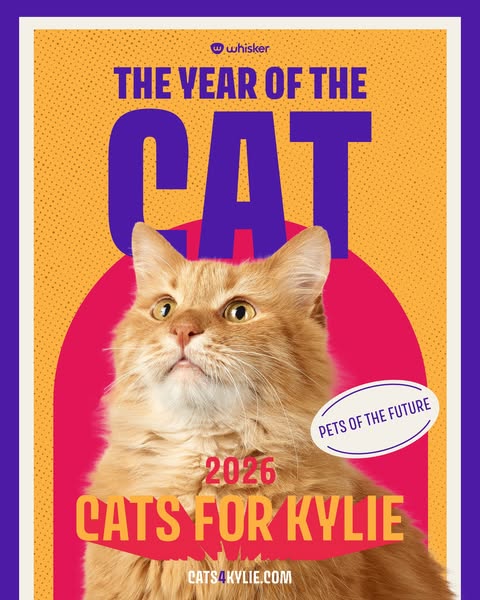 The ad is for Whiskers, advertising cats for Kylie in the year 2026. It features an orange cat against a dotted orange b