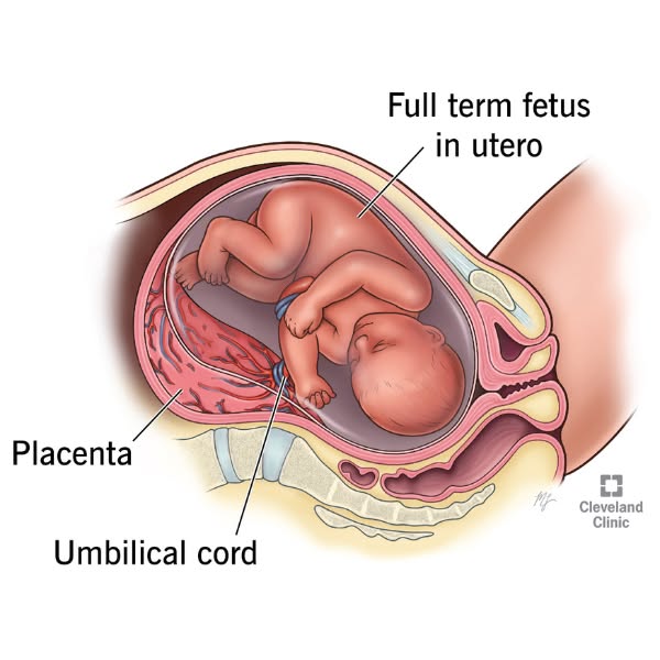 This ad features an illustration of a full-term fetus in utero, with labels pointing to the fetus, placenta, and umbilic