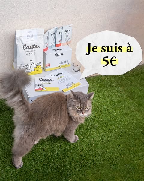 This image ad features an array of Caats brand cat food products including bags, boxes, and pouches, along with a gray c