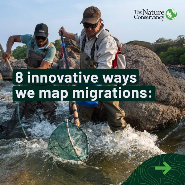This image ad by The Nature Conservancy lists 8 innovative ways to map migrations. The ad shows two men using nets to su