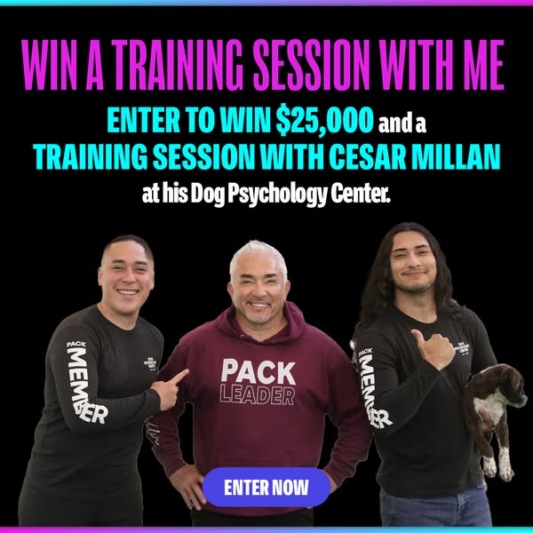 Cesar Millan ad