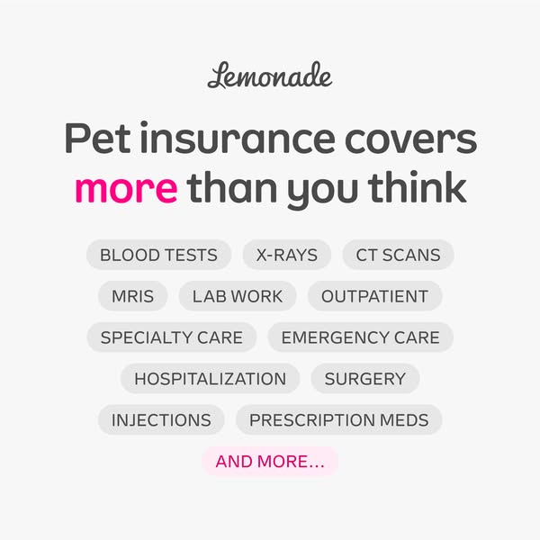 This ad for Lemonade pet insurance uses a simple, clean design to highlight the breadth of coverage offered. The headlin
