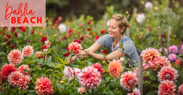 Dahlia Beach ad