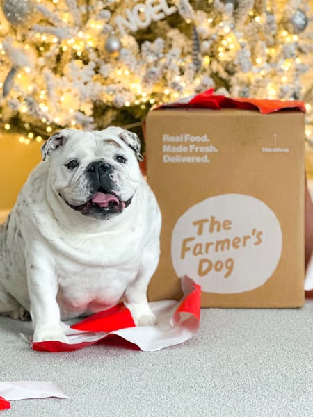 Eggnogthebulldog ad