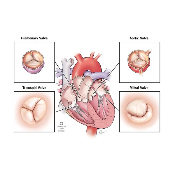 This ad features a diagram of the human heart, highlighting the four valves: pulmonary, aortic, tricuspid, and mitral. E