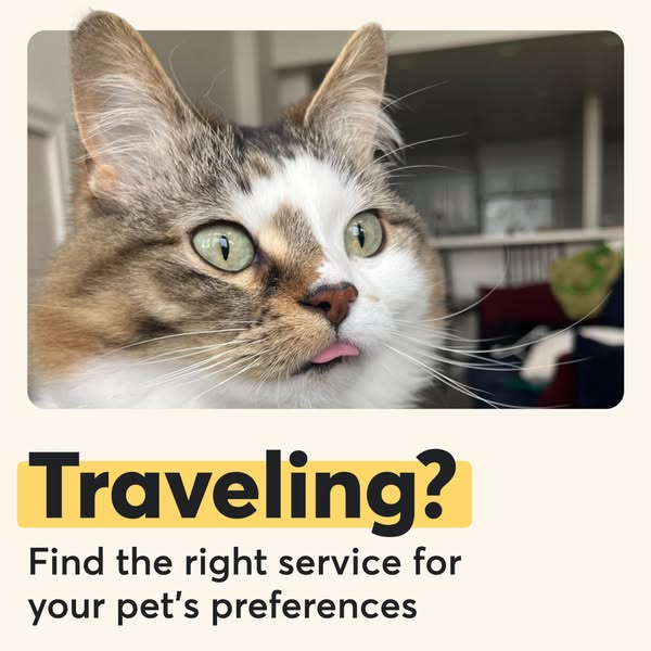 The ad features a close-up of a cat with its tongue sticking out and the question "Traveling?" on a yellow bac
