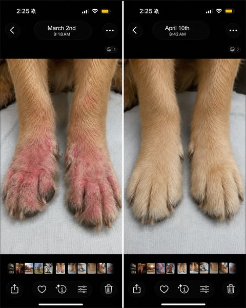 PupLabs ad