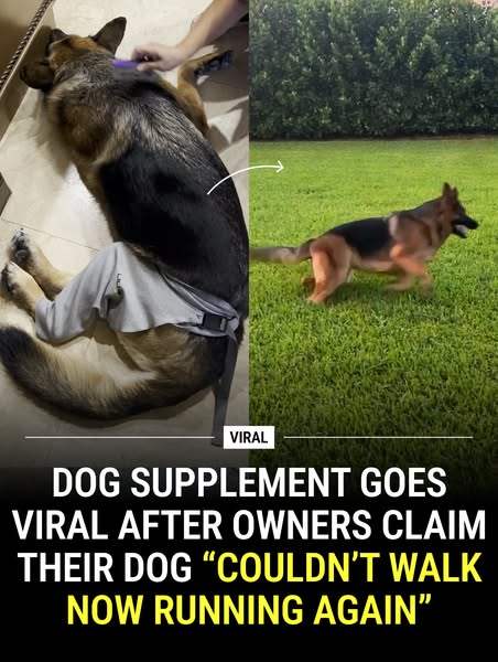 Dog is Human ad