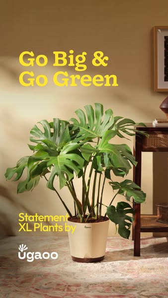 This image ad showcases a large plant (Monstera) from ugaoo. The headline states, "Go Big & Go Green" with